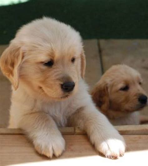 We've been raising<strong> Golden Retrievers</strong> since 1986 and have been blessed with many long-lived Goldens. . Golden retriever puppies for sale florida craigslist
